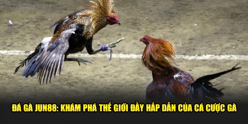 Da Ga Jun88 Kham Pha The Gioi Day Hap Dan Cua Ca Cuoc Ga 2